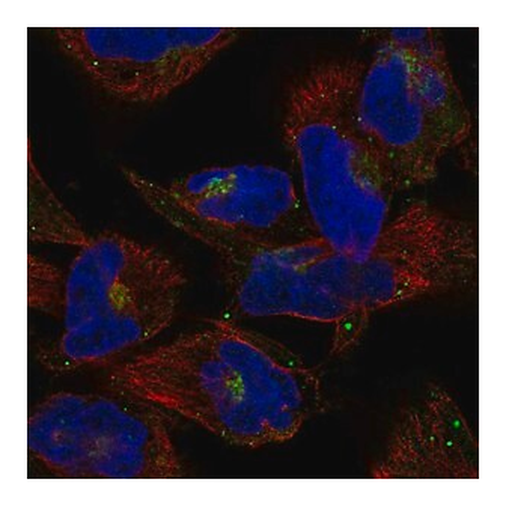 Merck Anti-COG2 antibody produced in rabbit