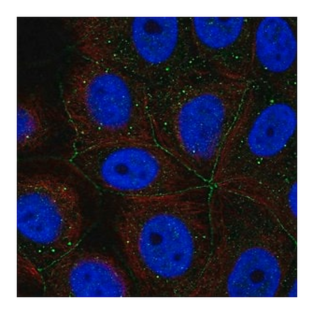 Merck Anti-PCDHA11 antibody produced in rabbit