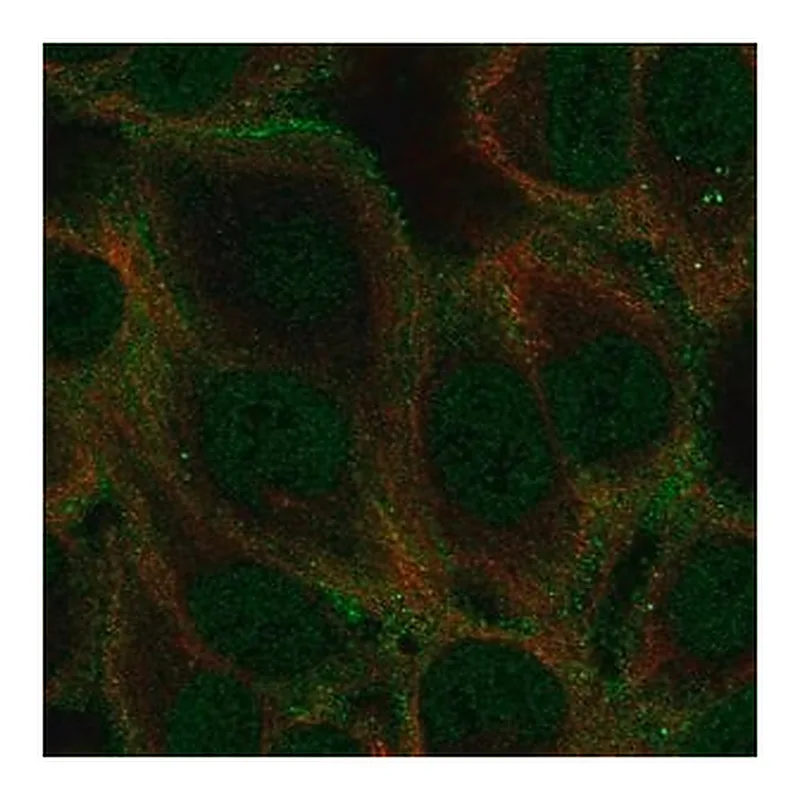 Merck Anti-GABRA5 antibody produced in rabbit