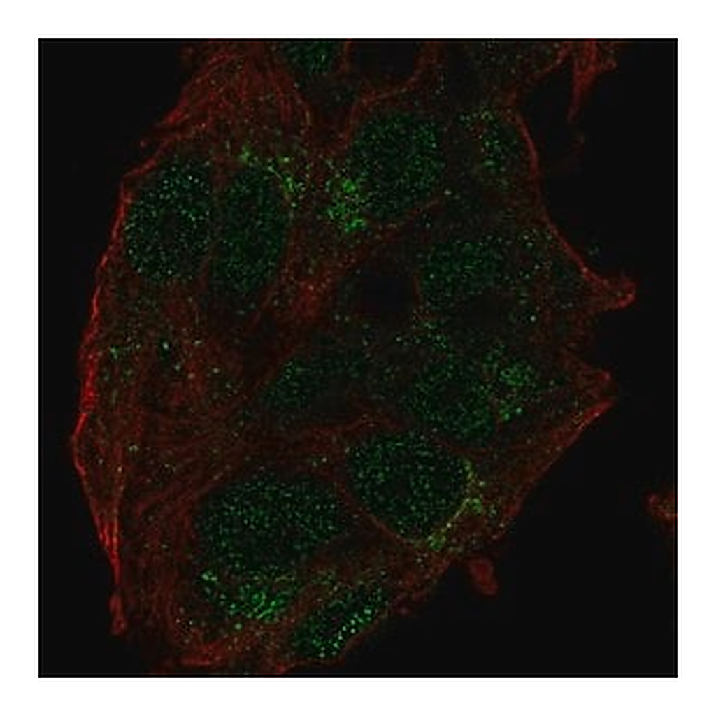Merck Anti-USP27X antibody produced in rabbit