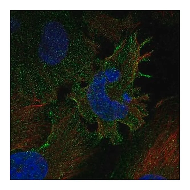 Merck Anti-PCDHGC3 antibody produced in rabbit