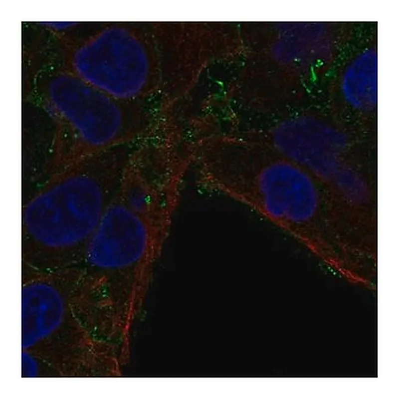 Merck Anti-CMTM7 antibody produced in rabbit