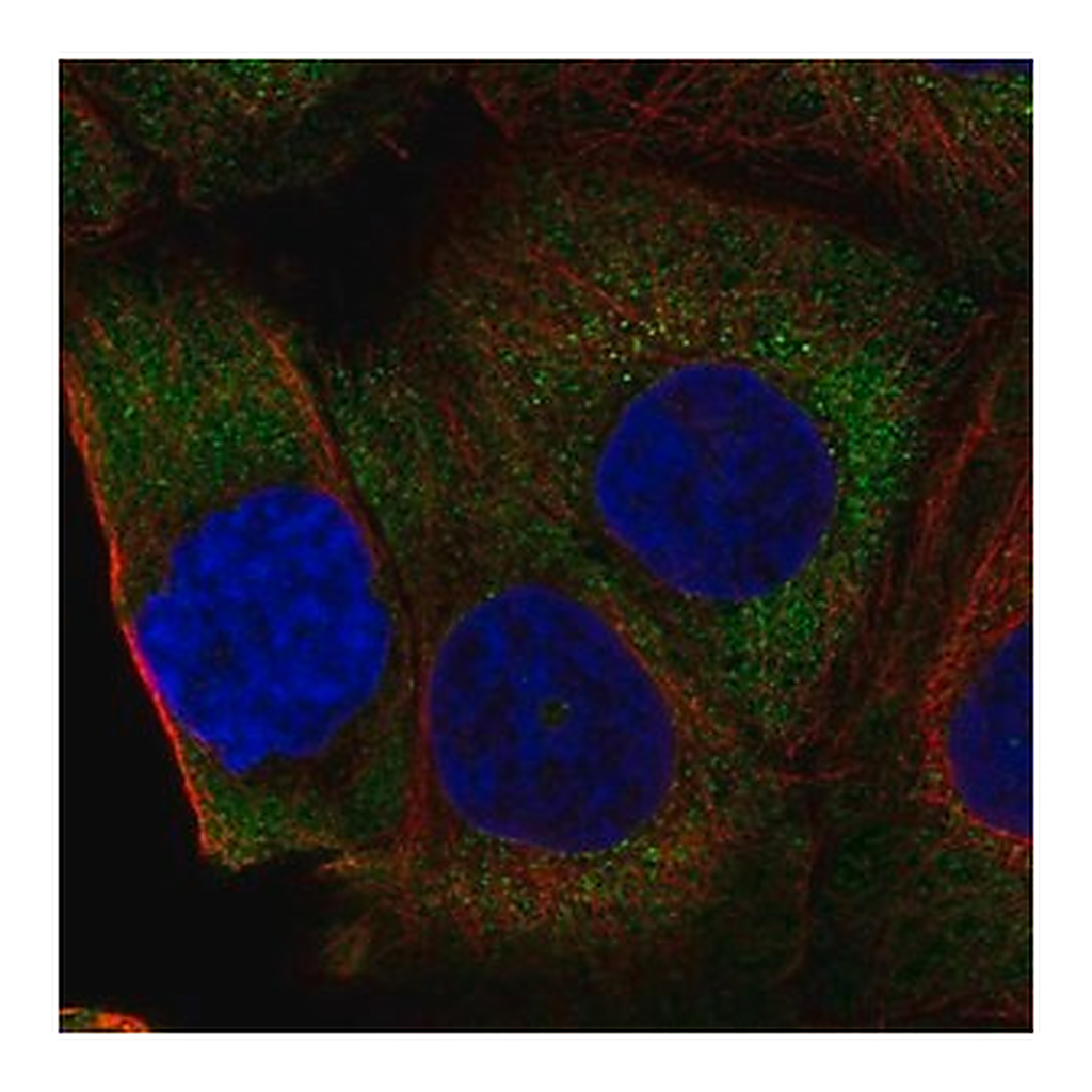 Merck Anti-RPL36A antibody produced in rabbit