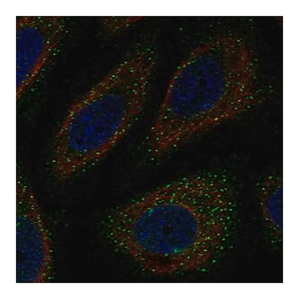 Merck Anti-WNK3 antibody produced in rabbit