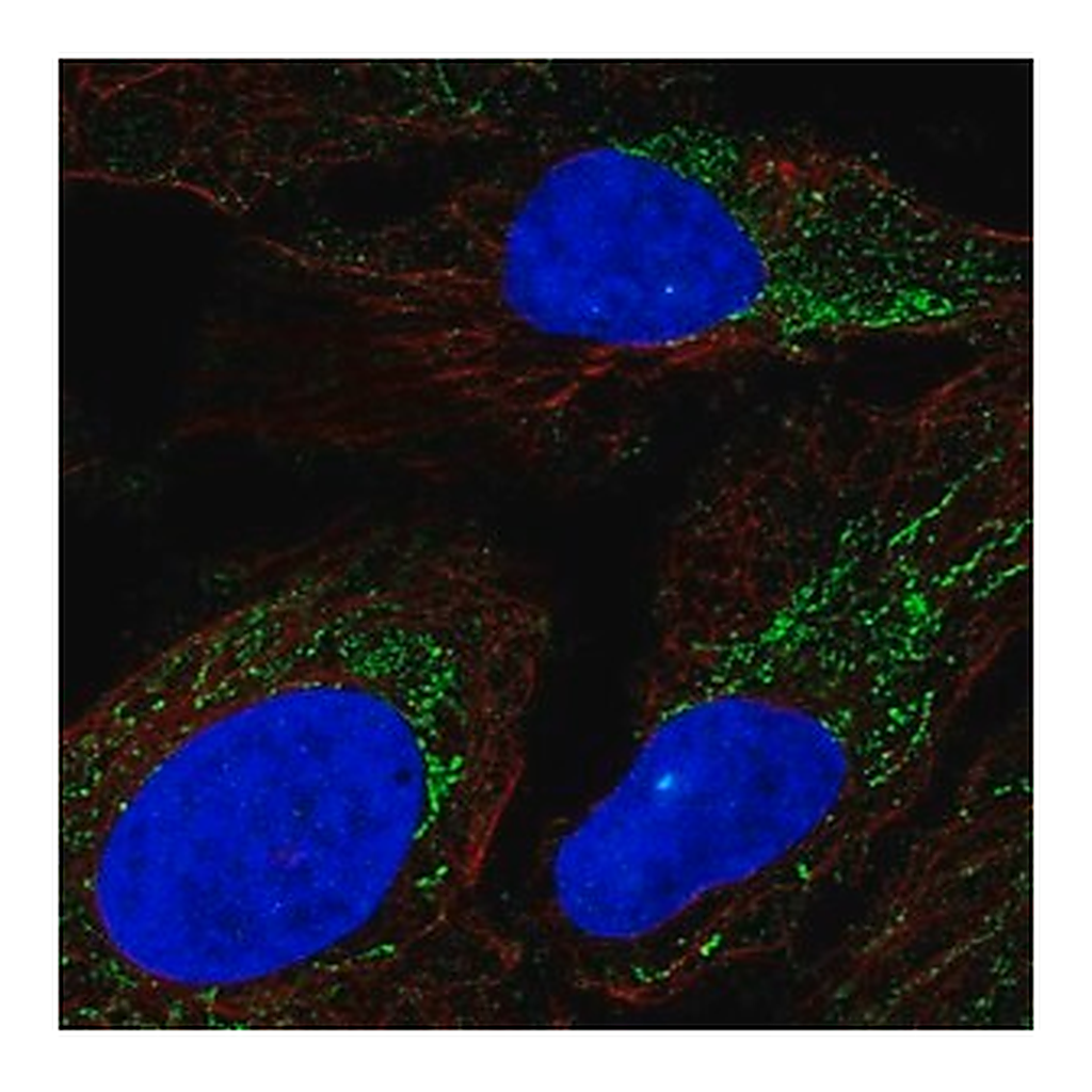 Merck Anti-DMGDH antibody produced in rabbit