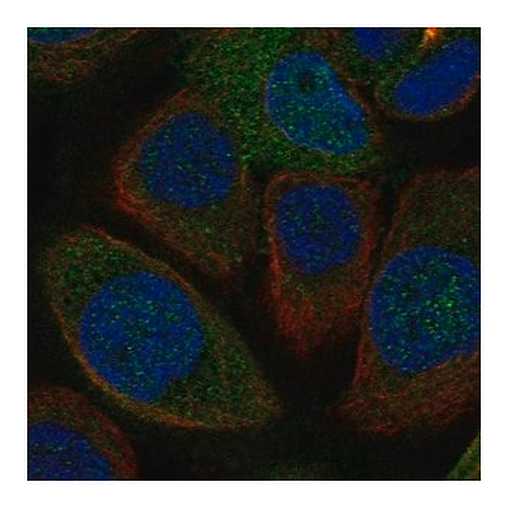 Merck Anti-FAM76A antibody produced in rabbit