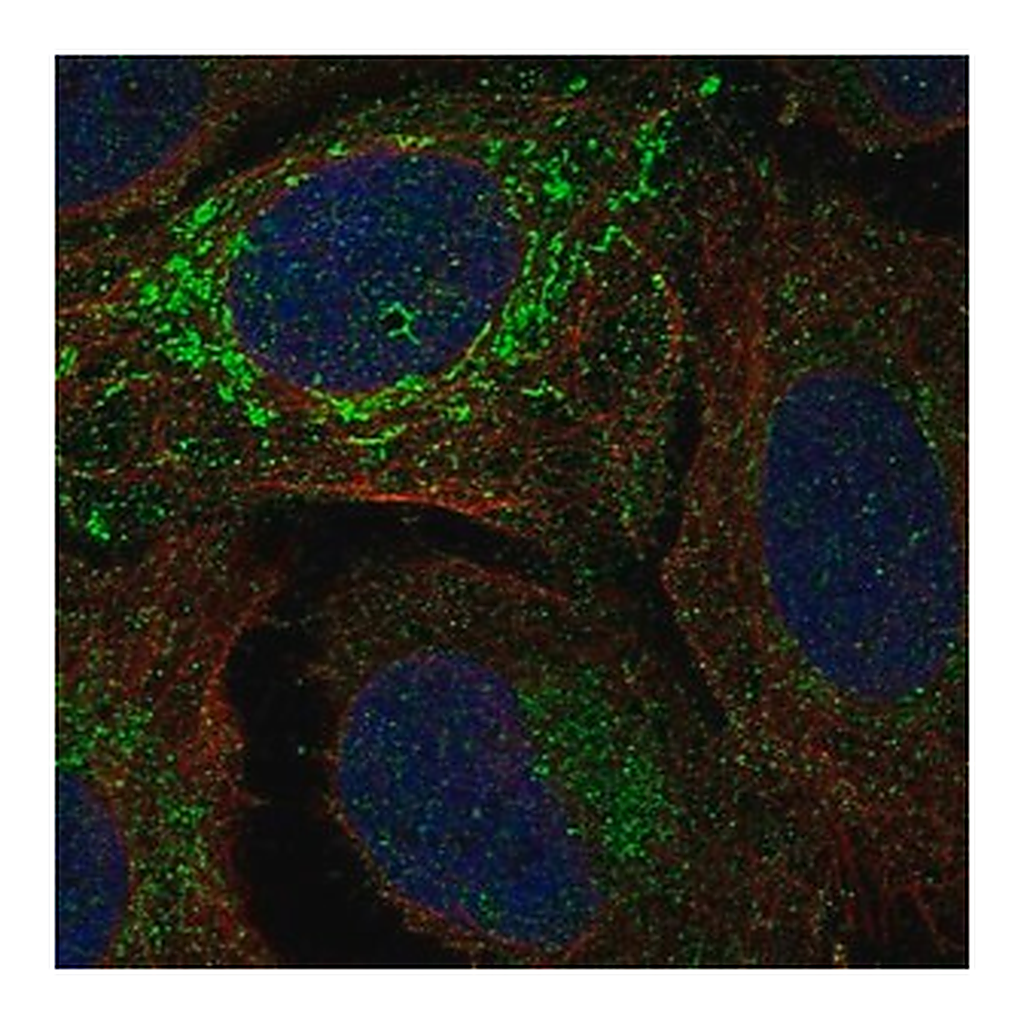 Merck Anti-NDUFV2 antibody produced in rabbit