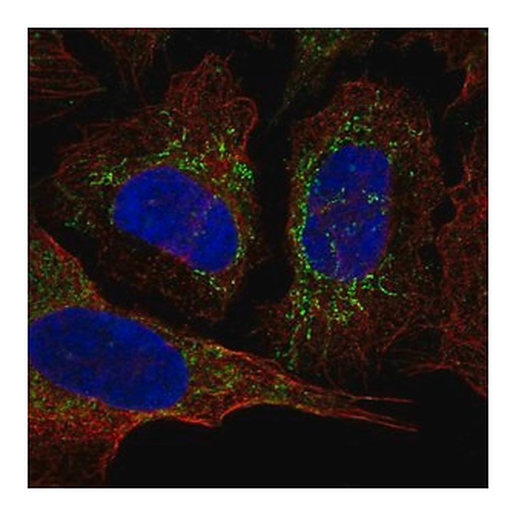 Merck Anti-KCNAB3 antibody produced in rabbit