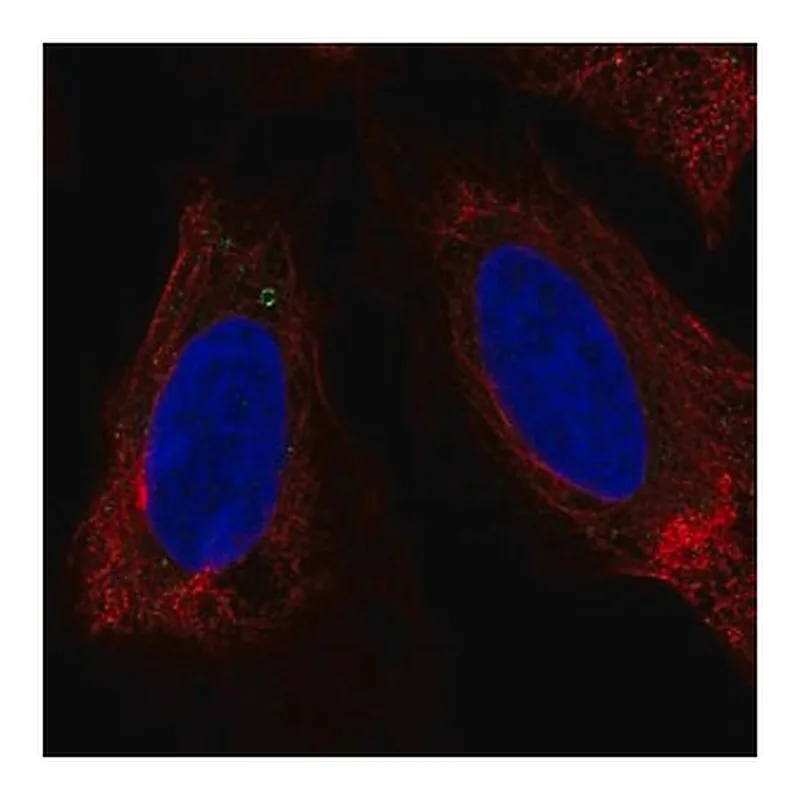 Merck Anti-LUZP6 antibody produced in rabbit