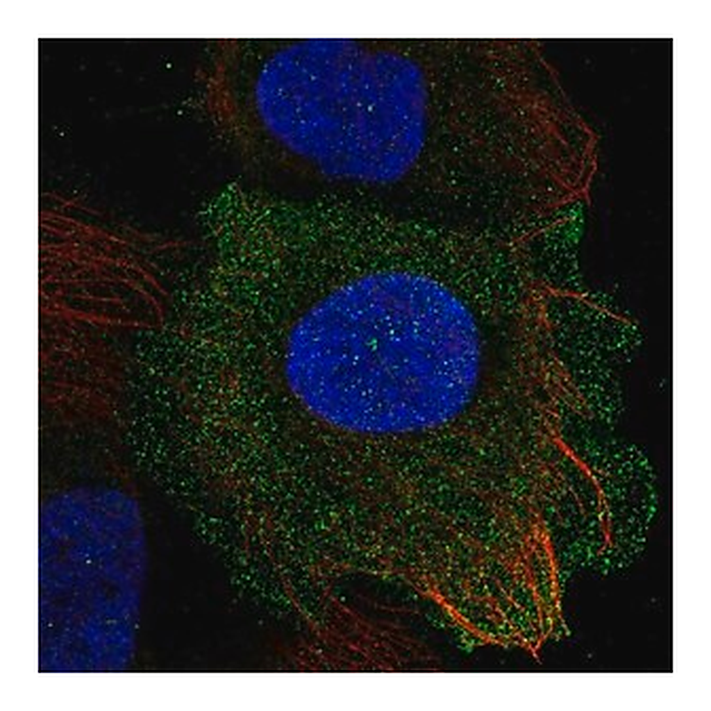 Merck Anti-PLAC8 antibody produced in rabbit