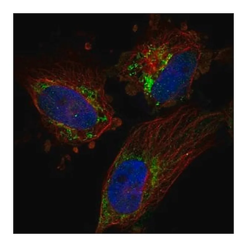 Merck Anti-TFB2M antibody produced in rabbit
