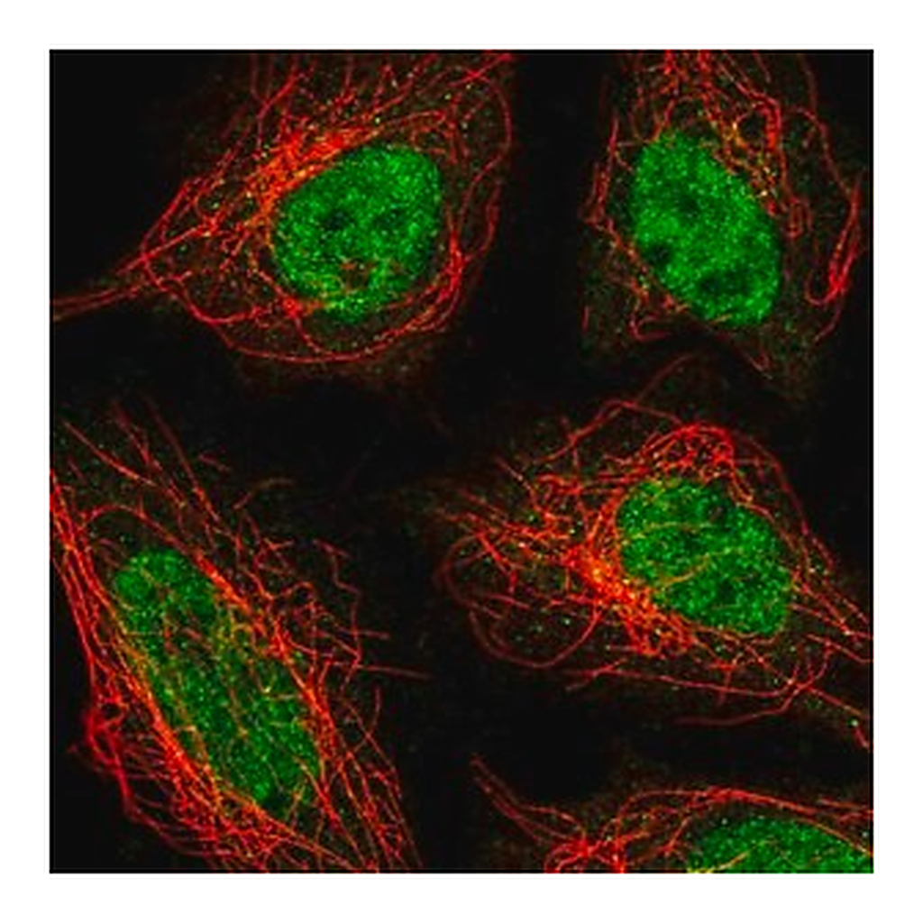 Merck Anti-ZNF326 antibody produced in rabbit