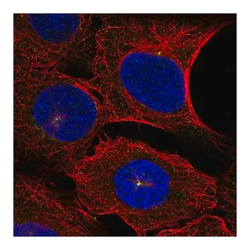 Merck Anti-DNAH14 antibody produced in rabbit