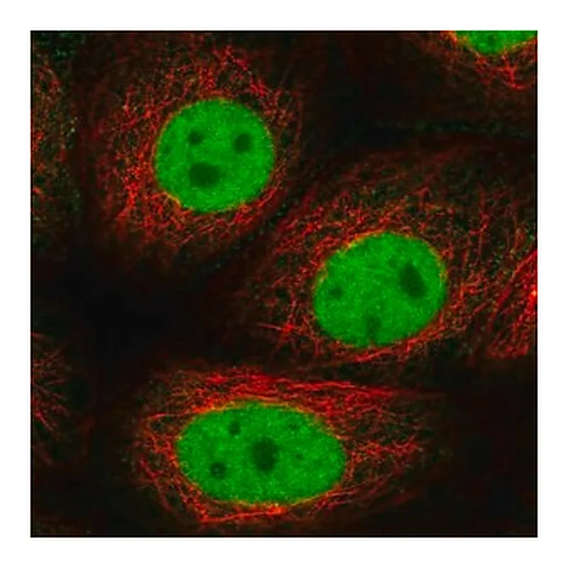 Merck Anti-GTF2F1 antibody produced in rabbit