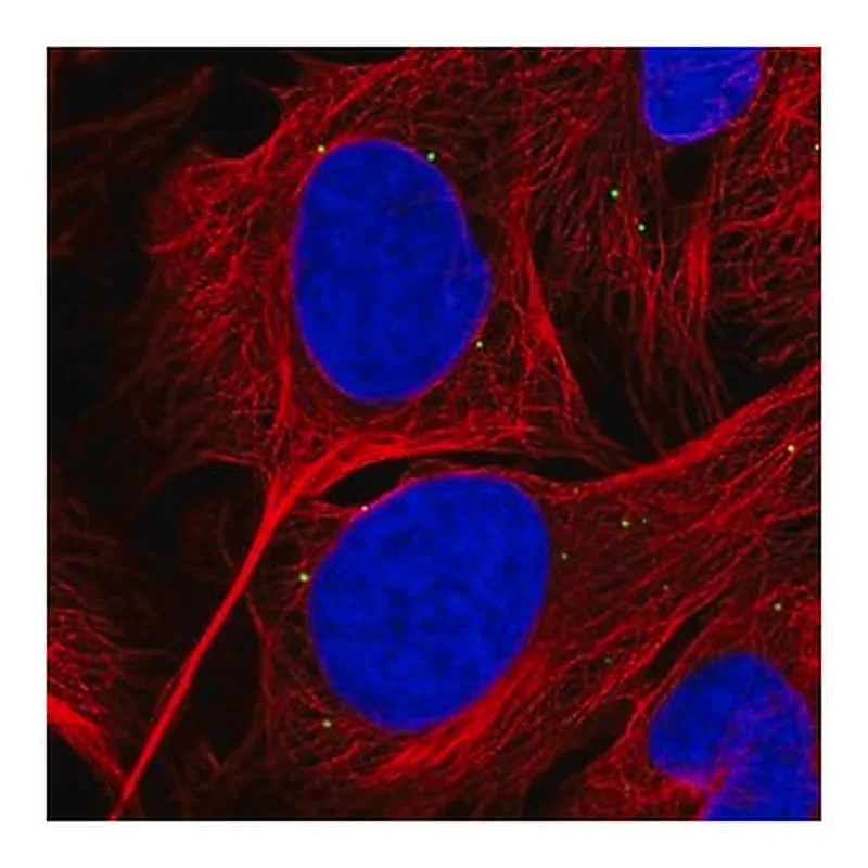 Merck Anti-GRK4 antibody produced in rabbit