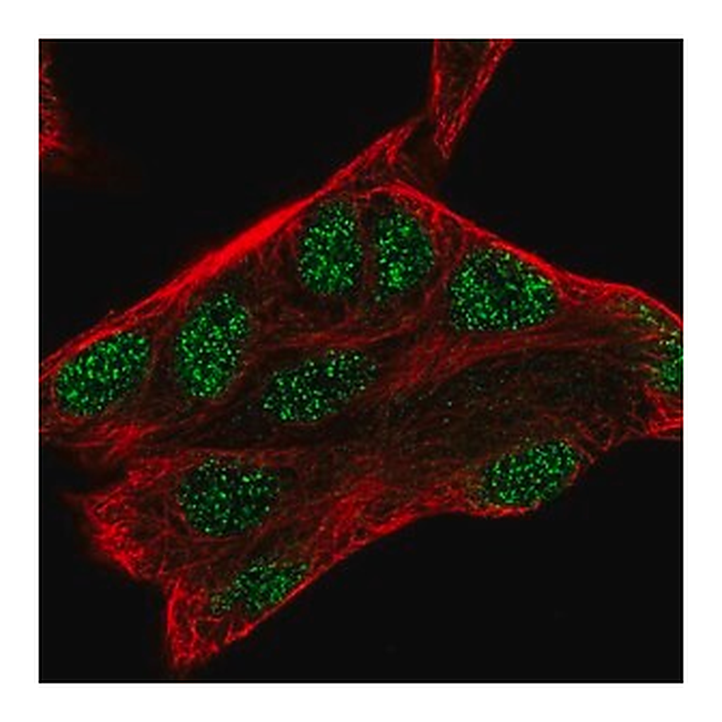 Merck Anti-ZMAT3 antibody produced in rabbit