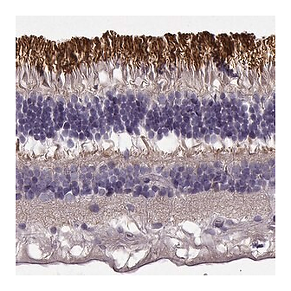 Merck Anti-ROM1 antibody produced in rabbit