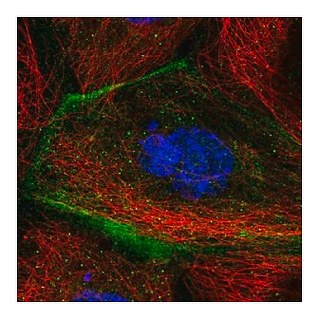 Merck Anti-TMEM63B antibody produced in rabbit