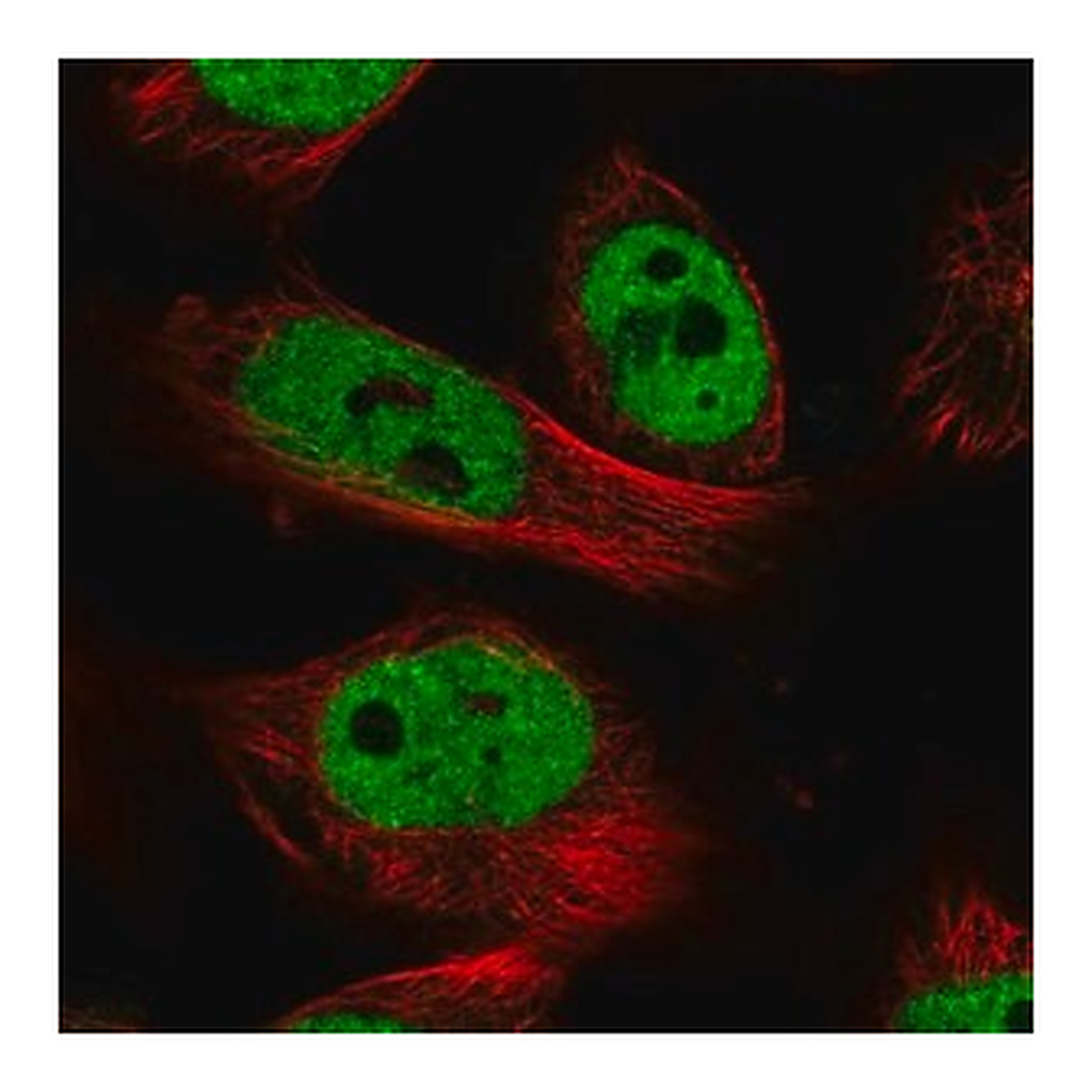Merck Anti-NR1I2 antibody produced in rabbit