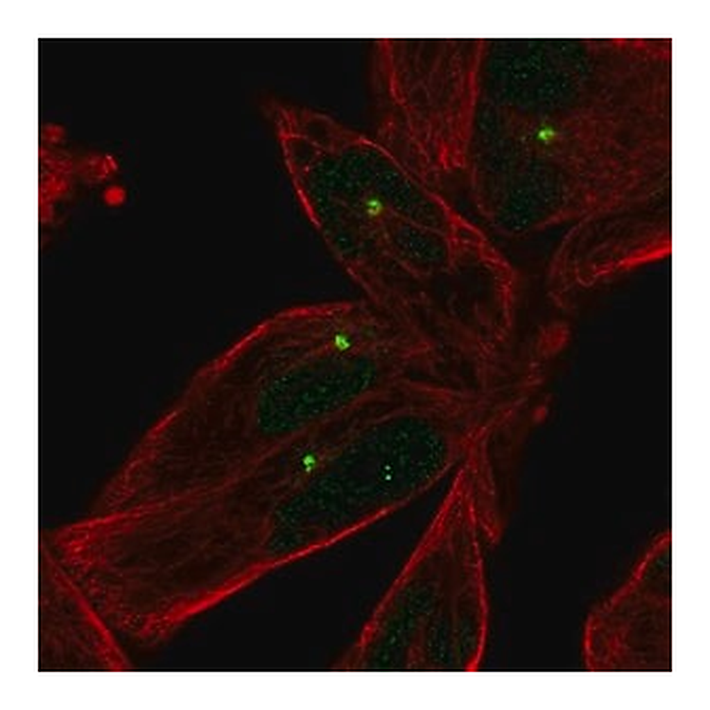 Merck Anti-E2F1 antibody produced in rabbit