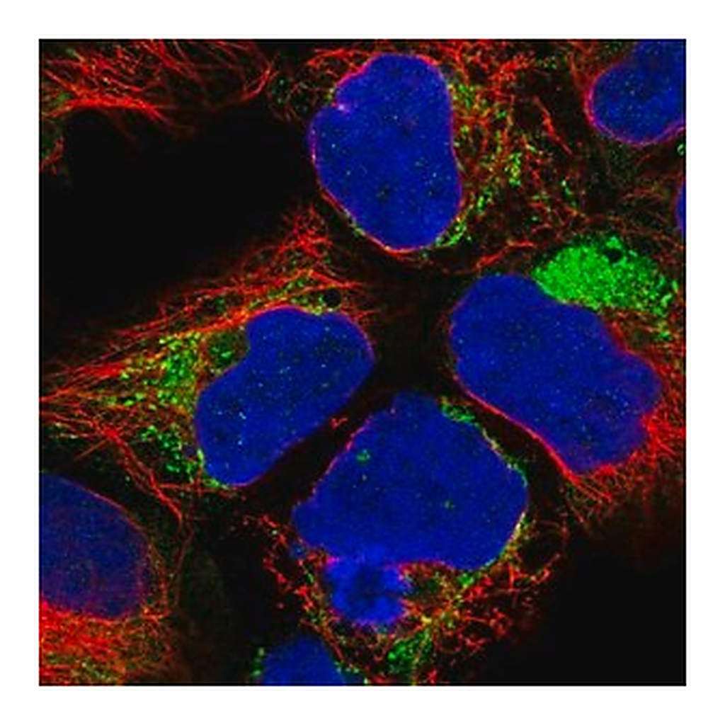Merck Anti-NDUFA1 antibody produced in rabbit