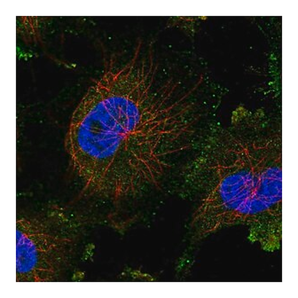 Merck Anti-TGS1 antibody produced in rabbit