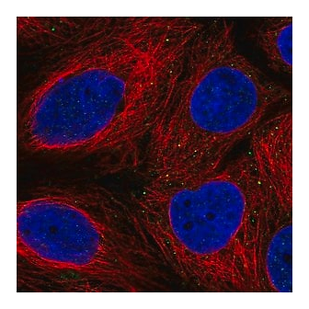 Merck Anti-FAM3B antibody produced in rabbit