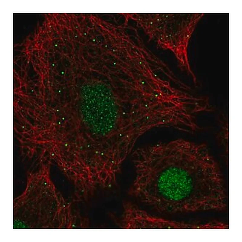 Merck Anti-USF2 antibody produced in rabbit