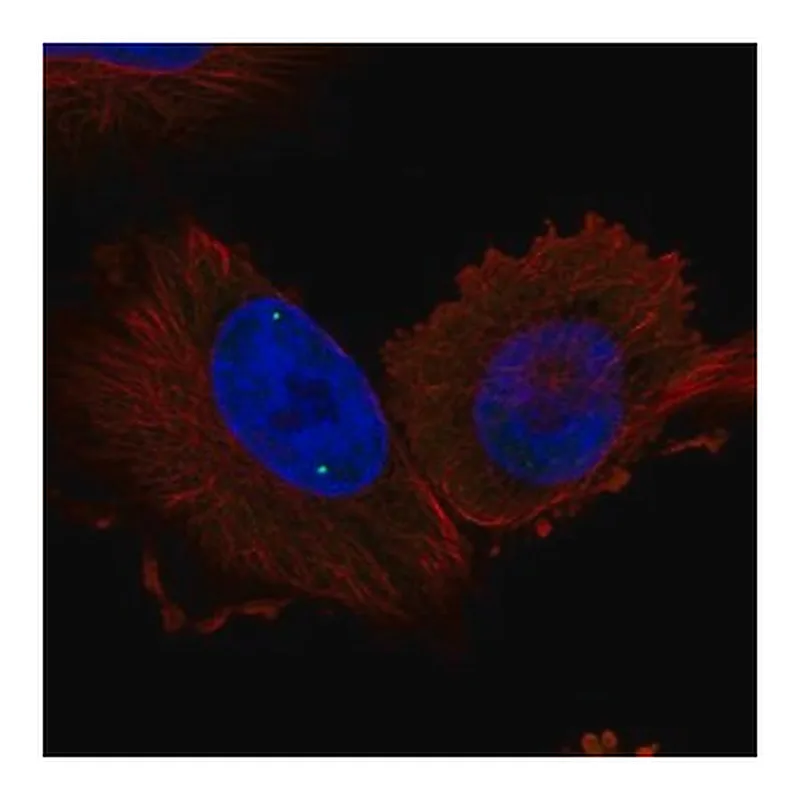 Merck Anti-WRAP53 antibody produced in rabbit