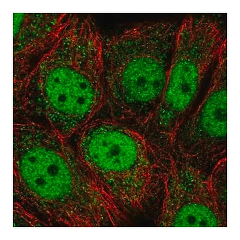 Merck Anti-OAZ3 antibody produced in rabbit