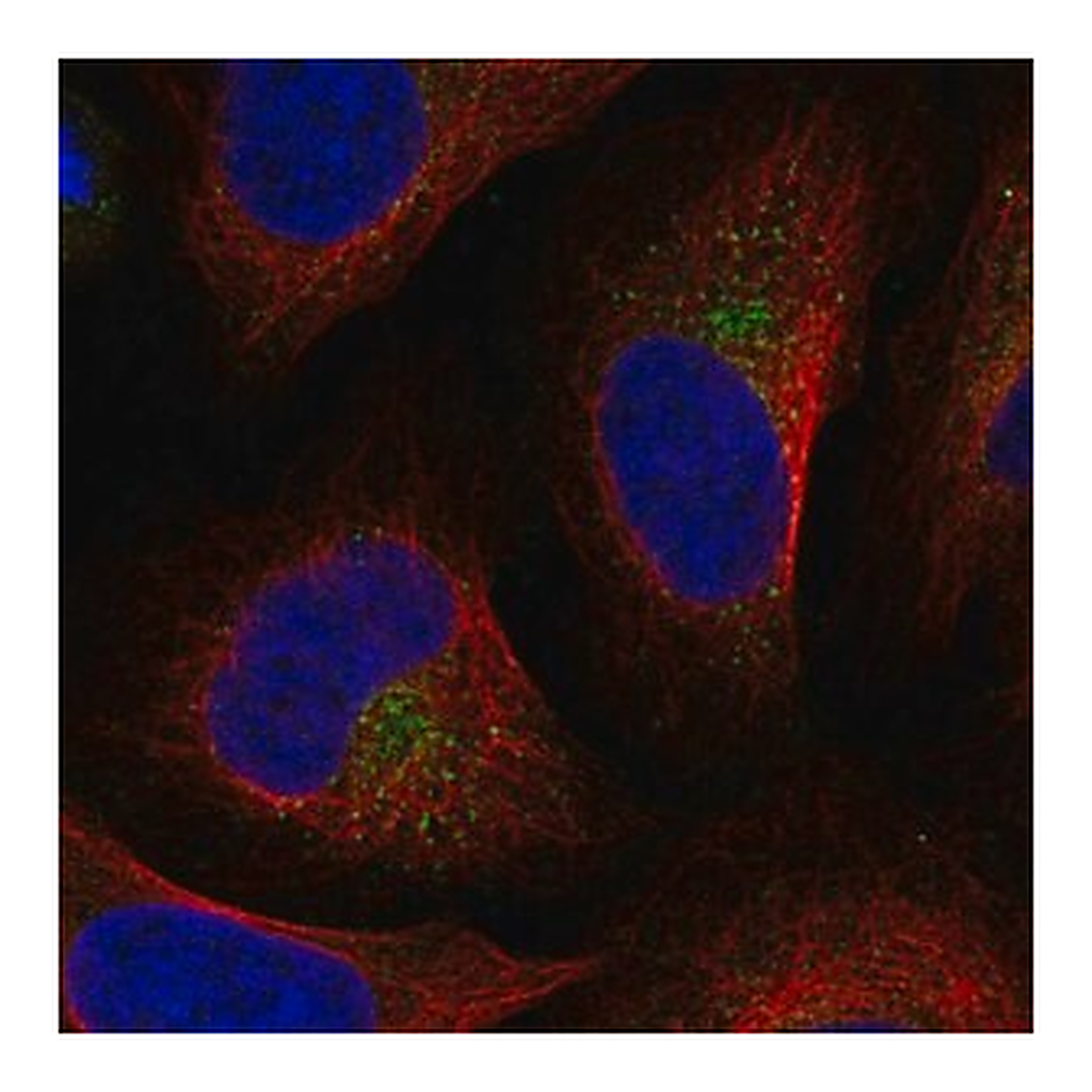 Merck Anti-UFD1L antibody produced in rabbit