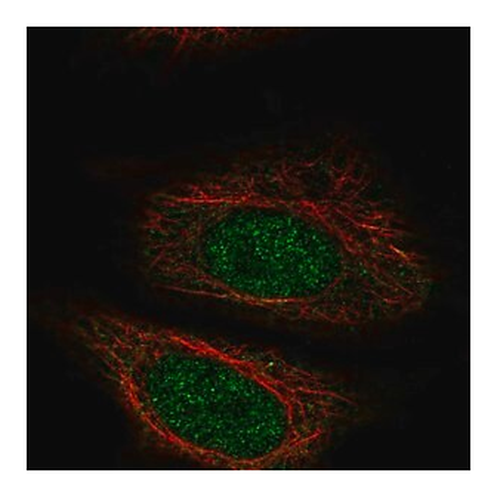 Merck Anti-ZYG11A antibody produced in rabbit