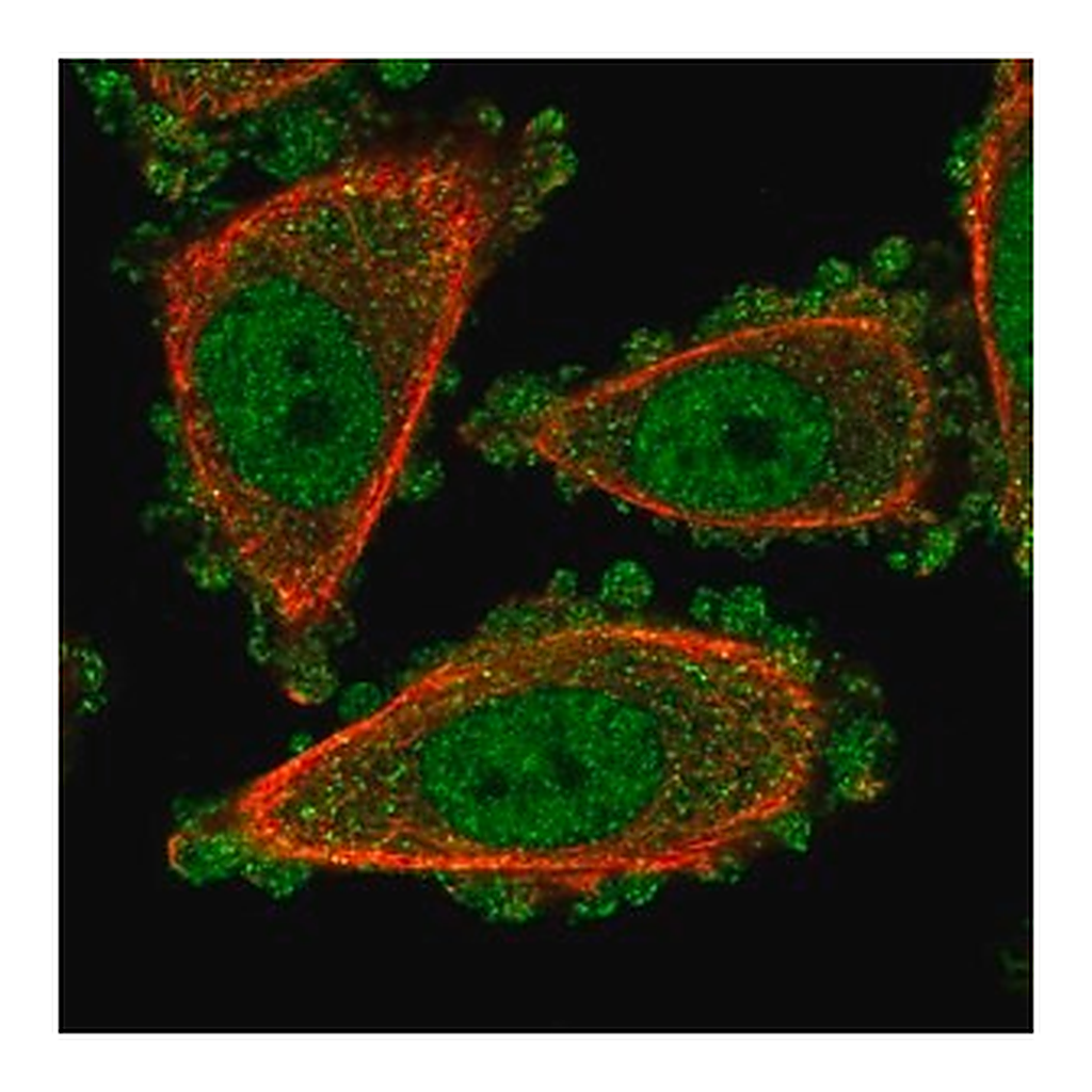 Merck Anti-UROD antibody produced in rabbit