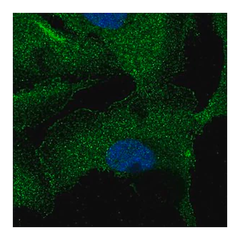 Merck Anti-ZNF785 antibody produced in rabbit