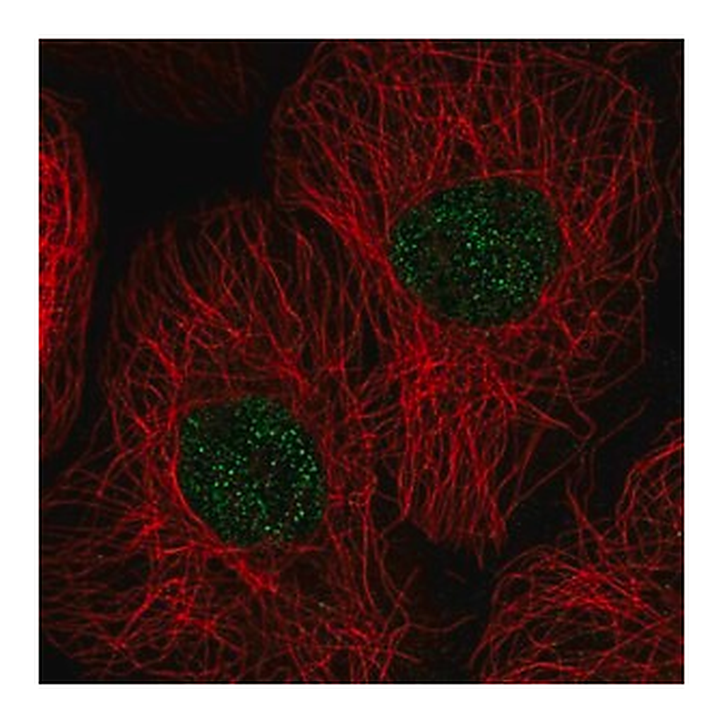 Merck Anti-GSG2 antibody produced in rabbit