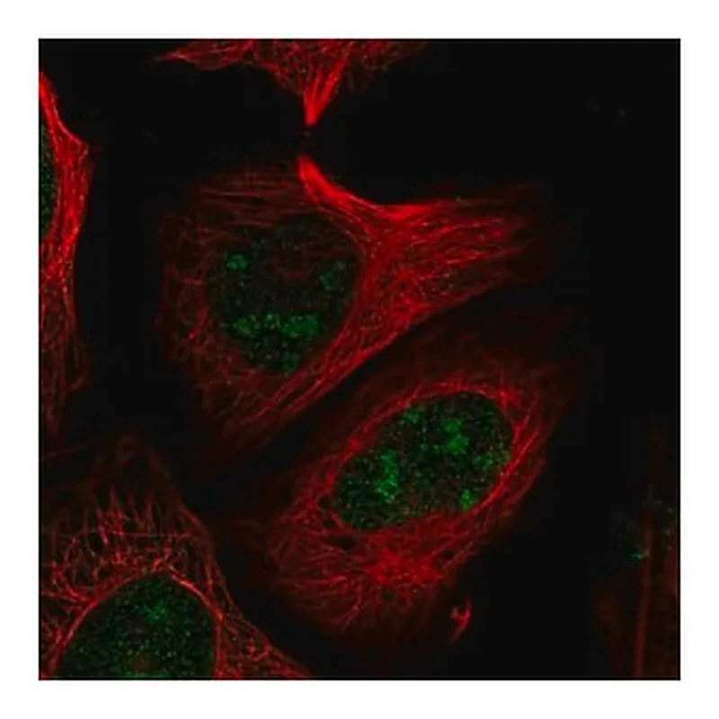 Merck Anti-PELP1 antibody produced in rabbit