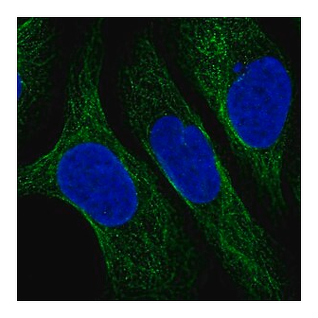 Merck Anti-CNFN antibody produced in rabbit