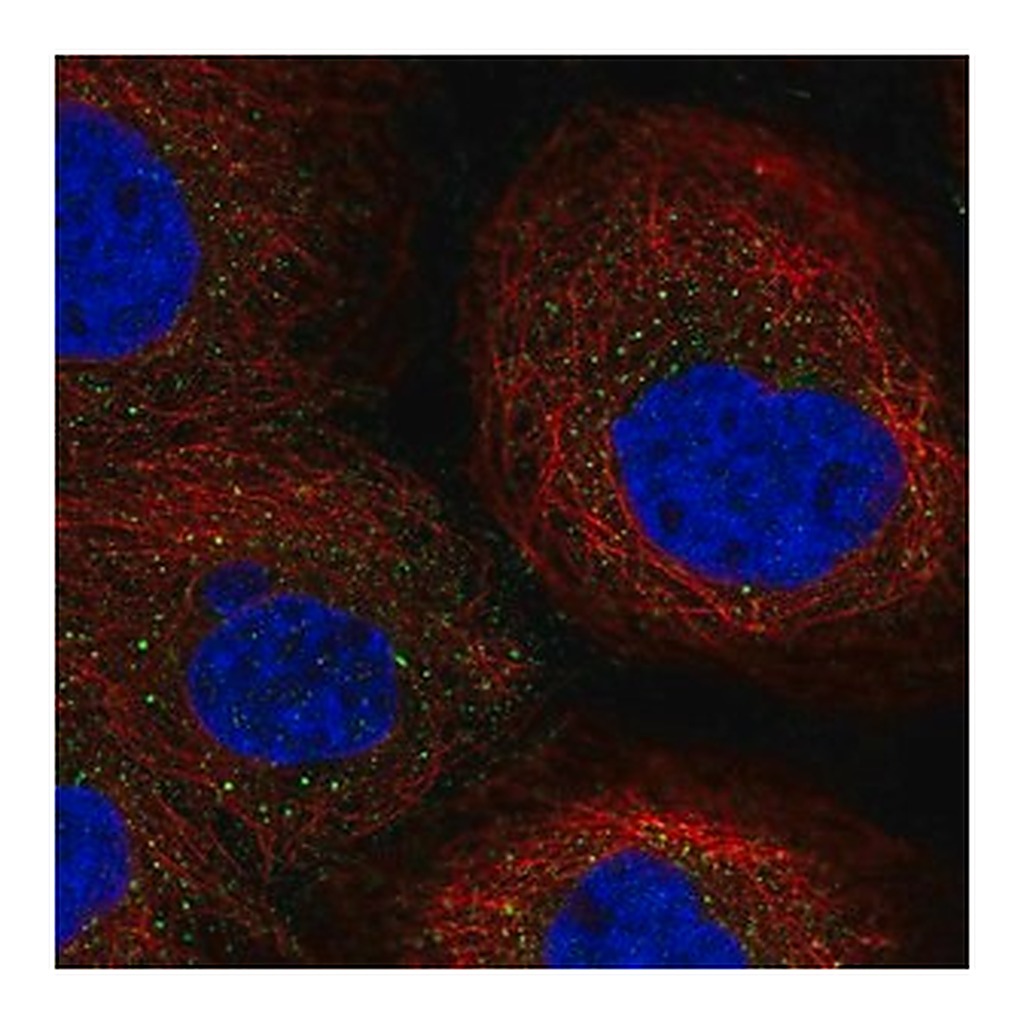 Merck Anti-EFNA5 antibody produced in rabbit