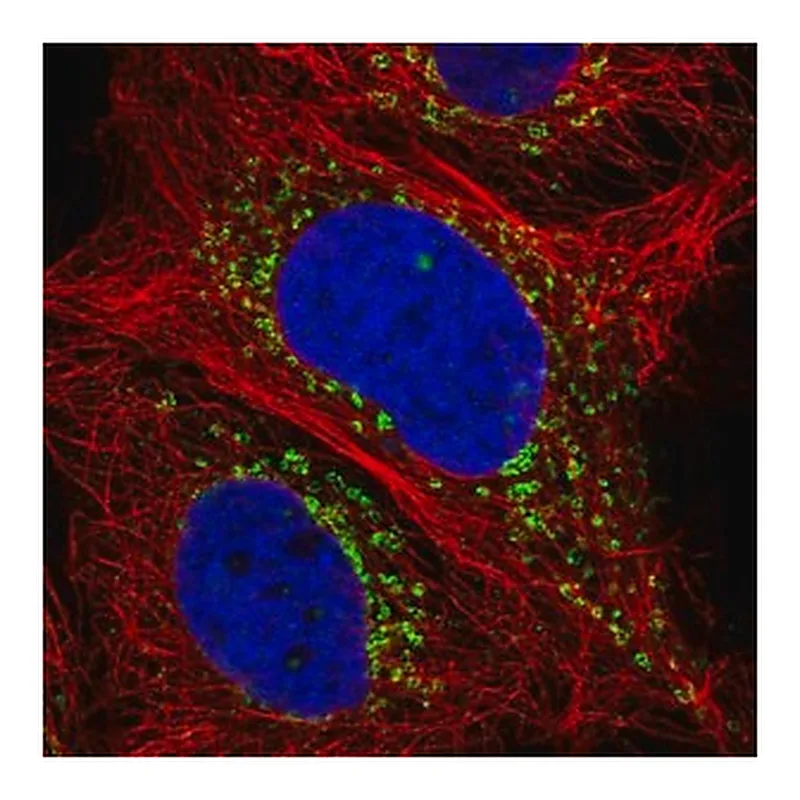 Merck Anti-LY75 antibody produced in rabbit