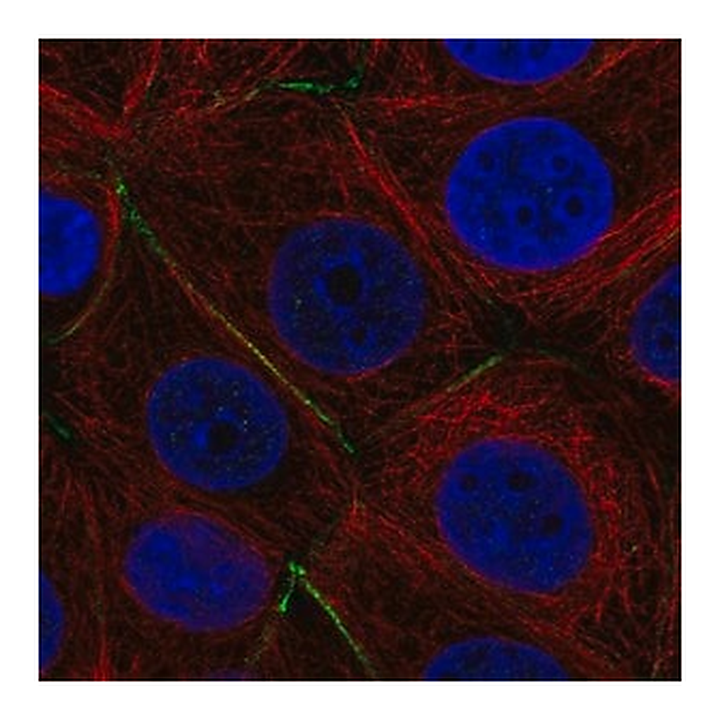 Merck Anti-PTPRK antibody produced in rabbit