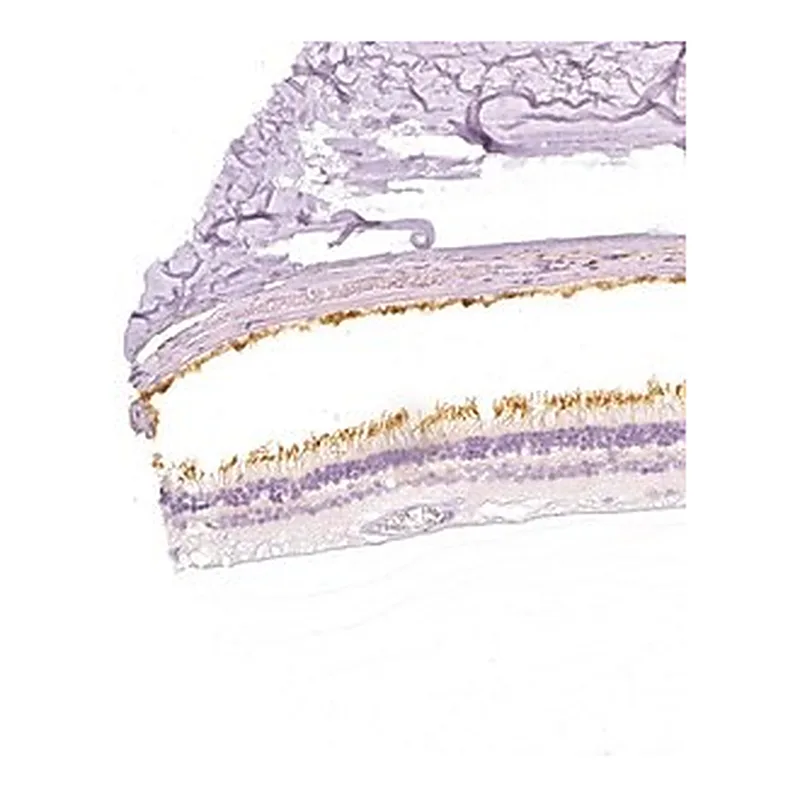 Merck Anti-PDE6B antibody produced in rabbit