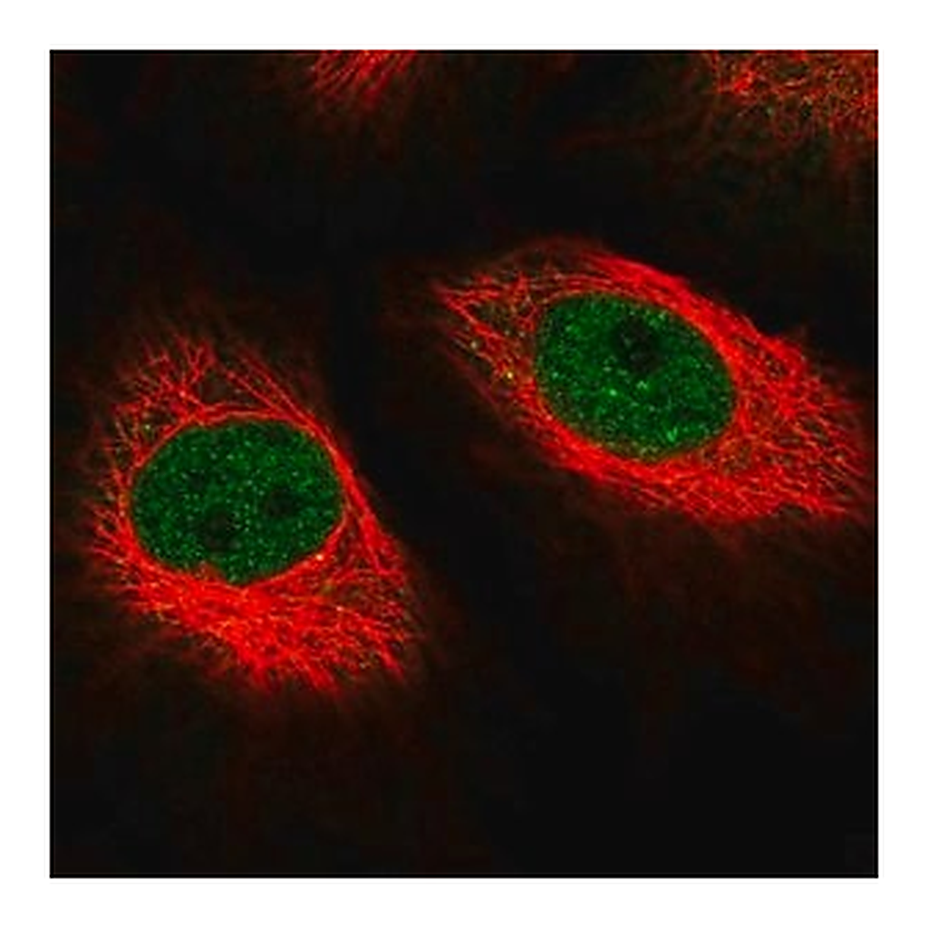 Merck Anti-MED10 antibody produced in rabbit