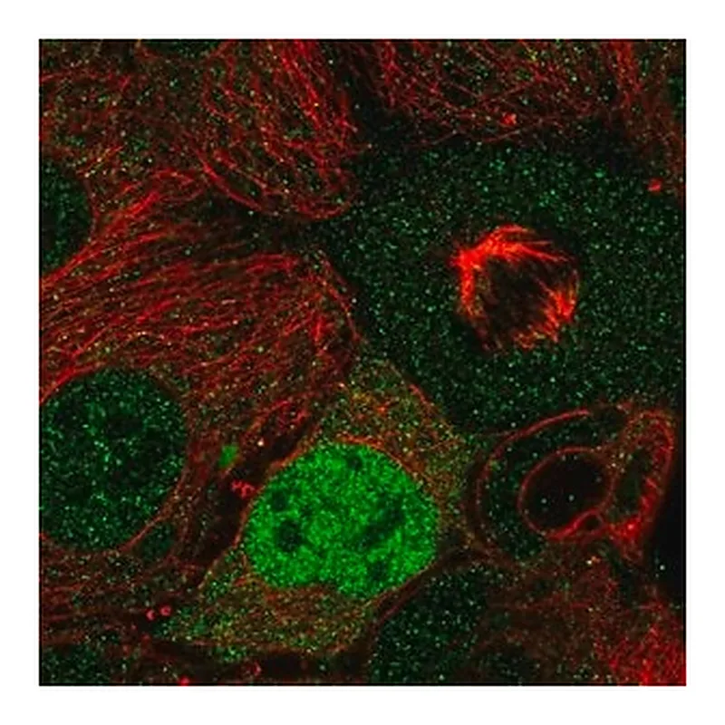 Merck Anti-CCND2 antibody produced in rabbit