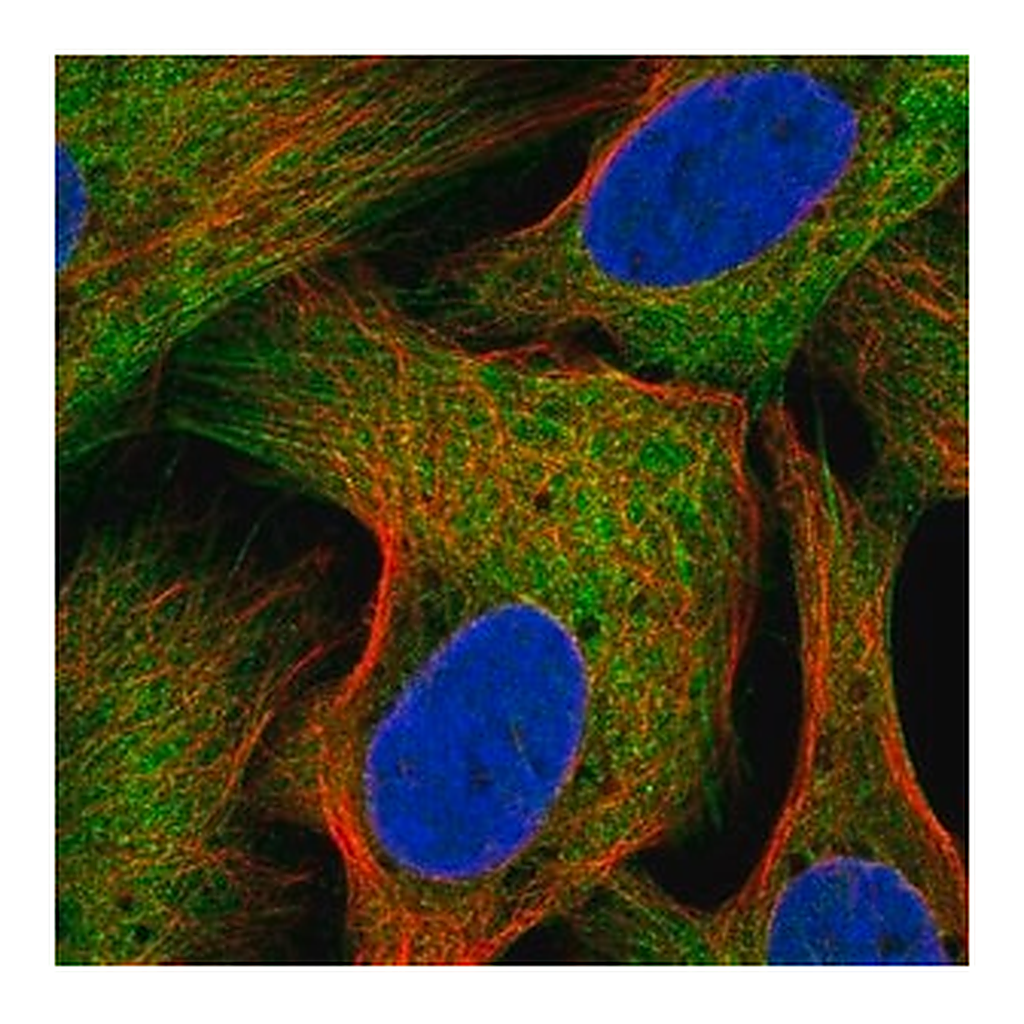 Merck Anti-SEC16B antibody produced in rabbit