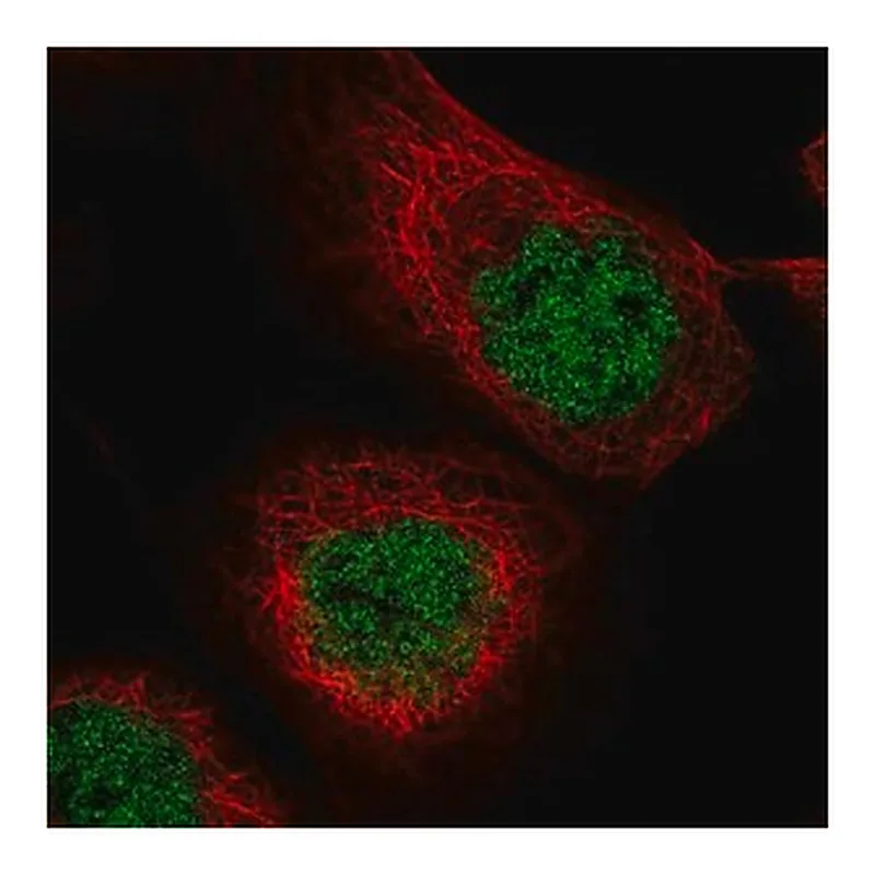 Merck Anti-MASTL antibody produced in rabbit