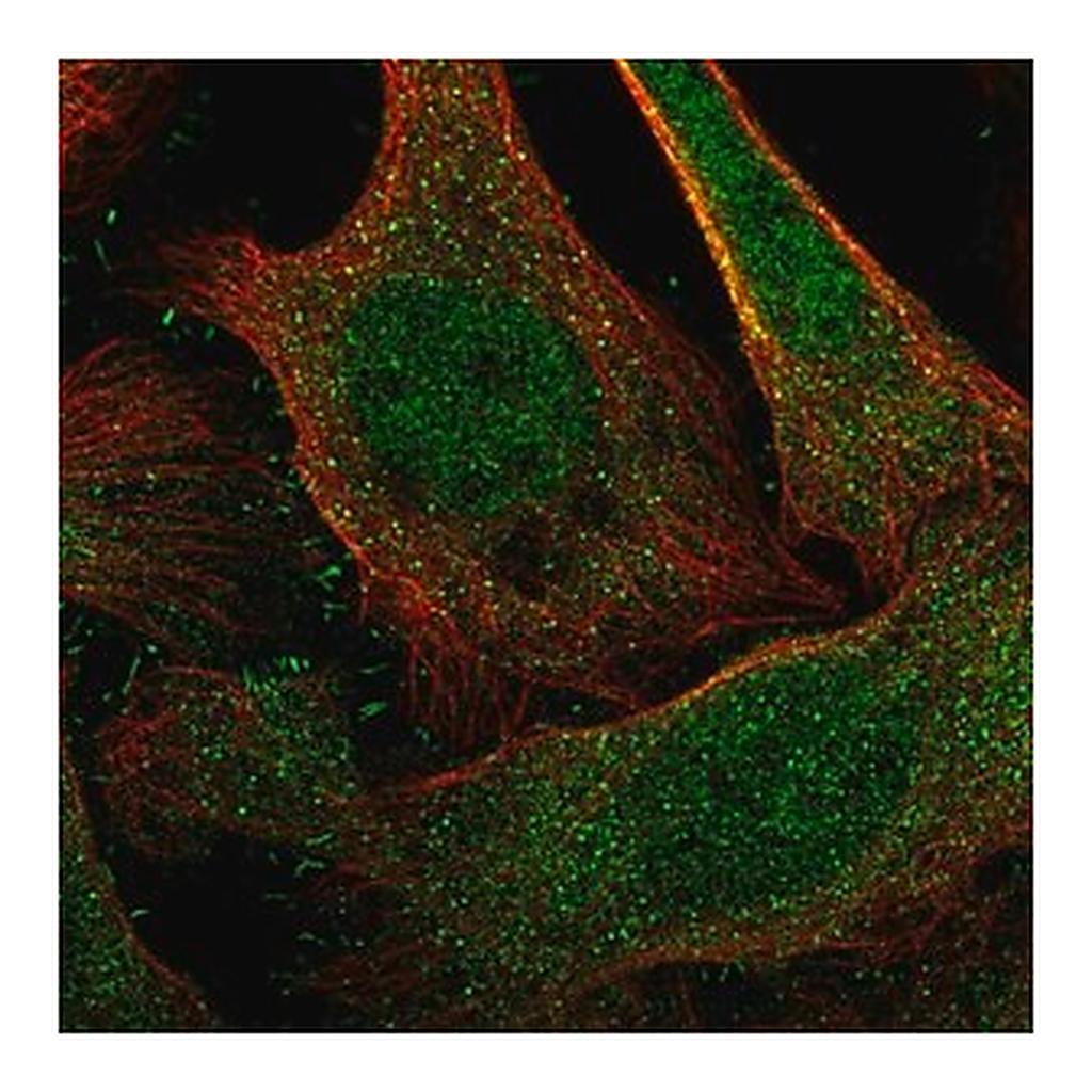 Merck Anti-DCAF6 antibody produced in rabbit