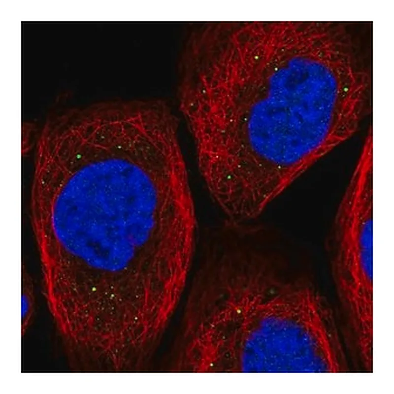 Merck Anti-TIPRL antibody produced in rabbit