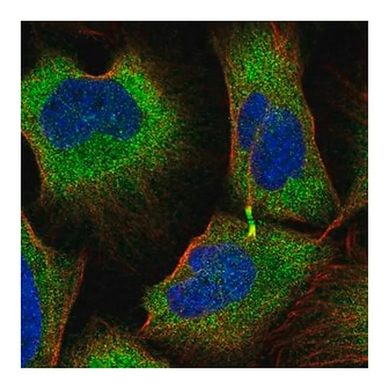 Merck Anti-TRIM45 antibody produced in rabbit