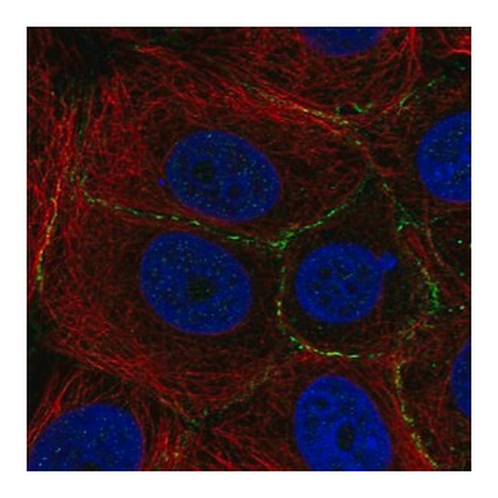 Merck Anti-PLEKHA6 antibody produced in rabbit