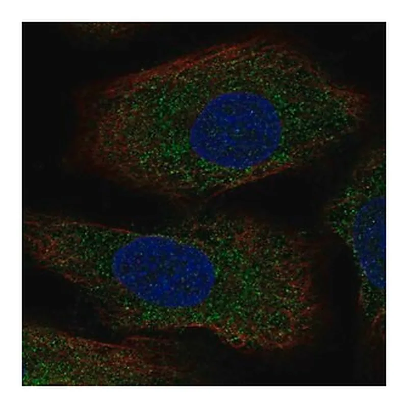 Merck Anti-AANAT antibody produced in rabbit
